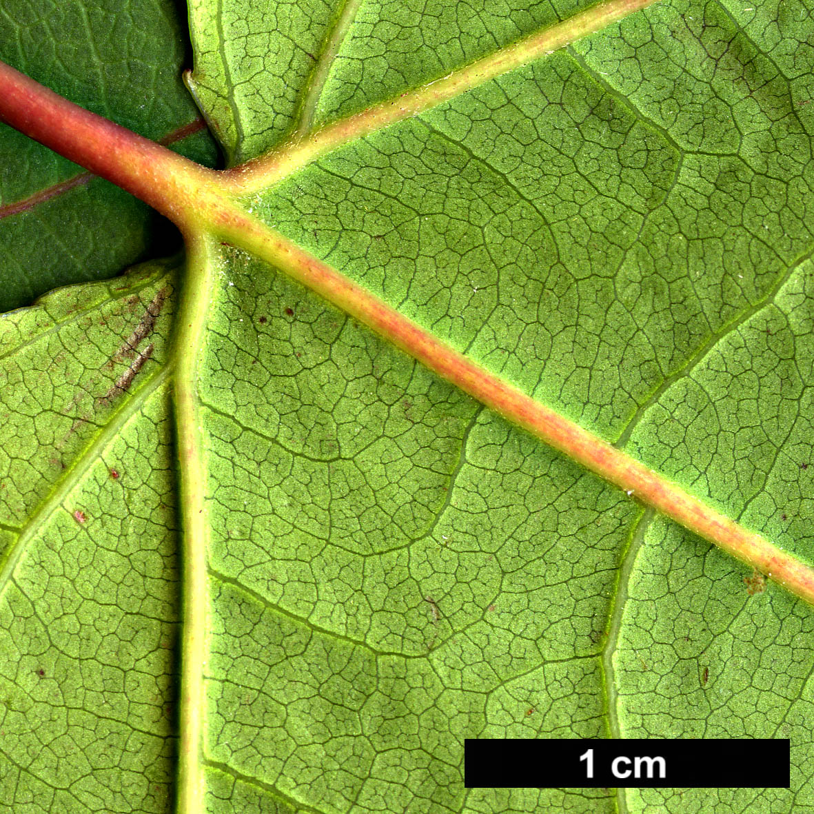 High resolution image: Family: Altingiaceae - Genus: Liquidambar - Taxon: formosana - SpeciesSub: Monticola Group High resolution image: Family: Altingiaceae - Genus: Liquidambar - Taxon: formosana - SpeciesSub: Monticola Group